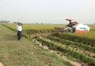 Xã Nga Điền tập trung chỉ đạo thu hoạch nhanh gọn lúa mùa năm 2018